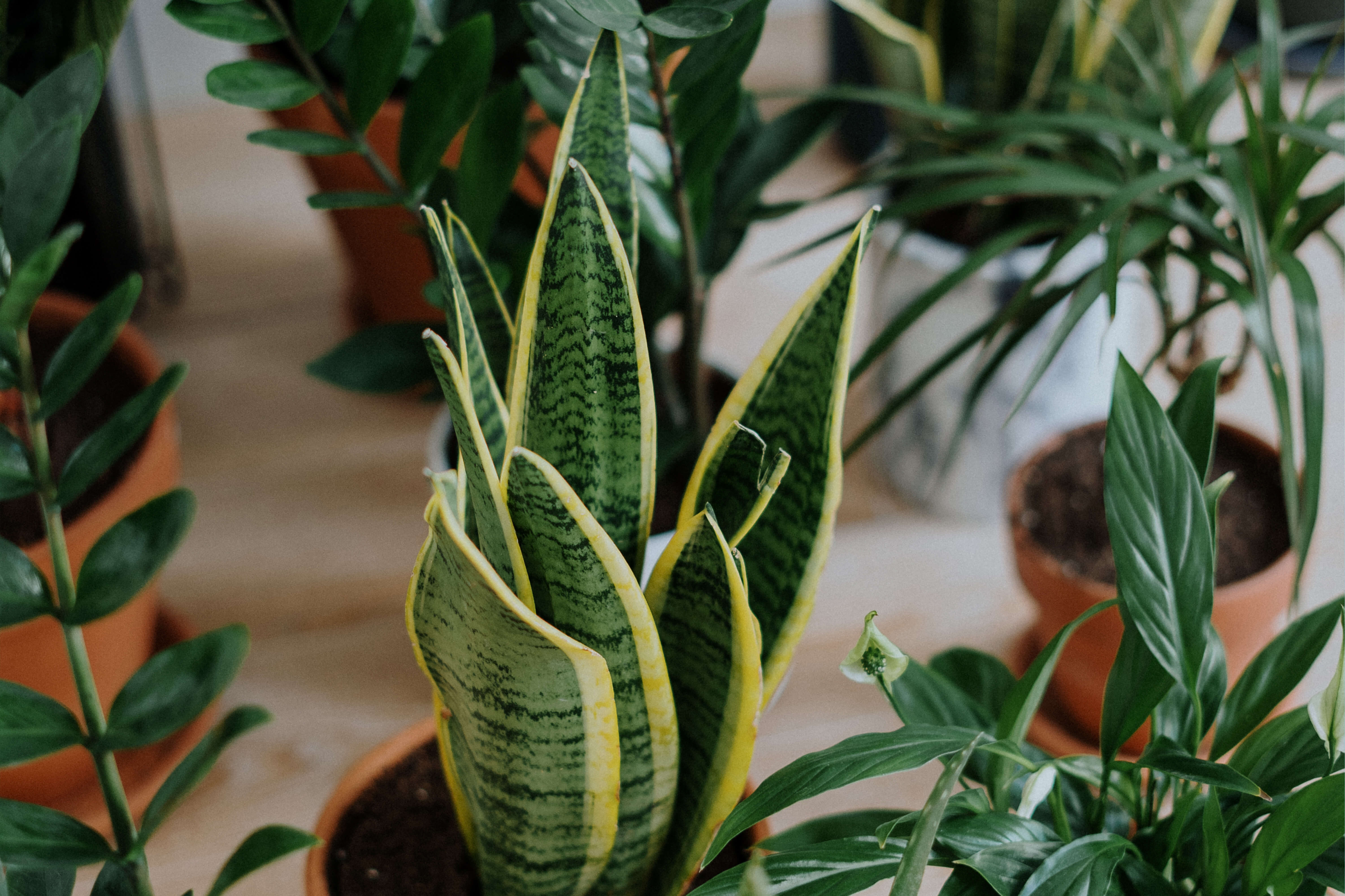 Productos de Cultivo